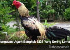 Trik Mengatasi Ayam Bangkok S128 Yang Sering Lemas