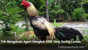 Trik Mengatasi Ayam Bangkok S128 Yang Sering Lemas